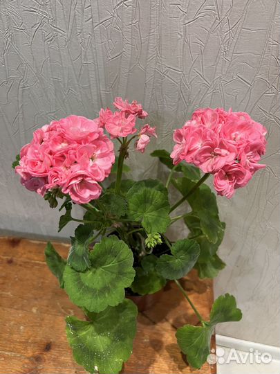 Пеларгонии сортовые