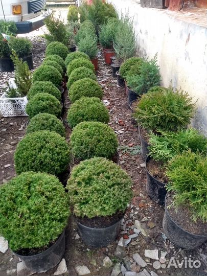 Саженцы с доставкой - alena.park