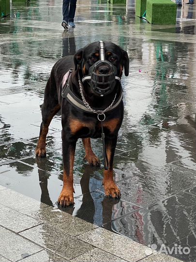 Ротвейлер для фотосессии