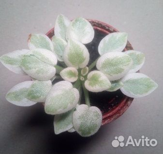 Минифиалочки