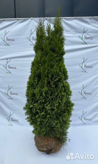 Туя смарагд 140-160 см