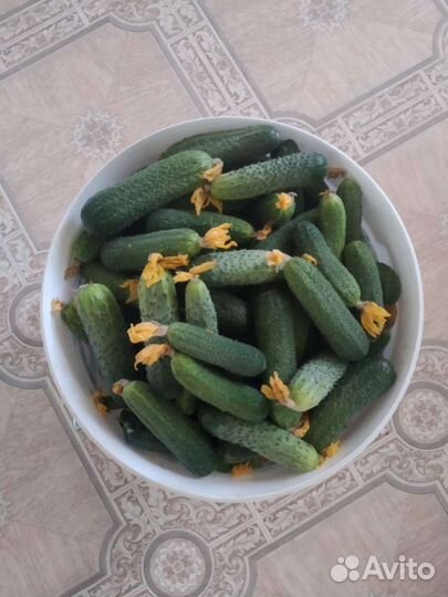 Картофель Перец Тыква Свекла