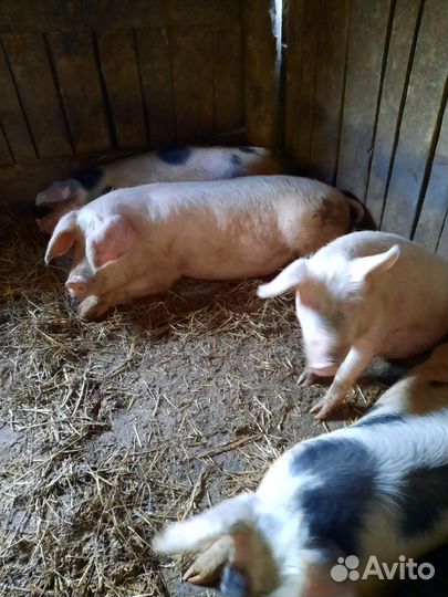 Поросята