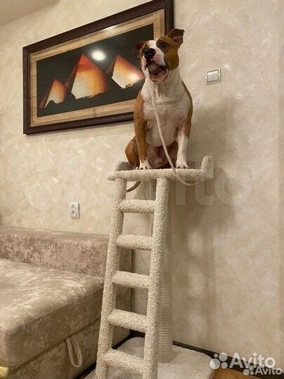 Когтеточка