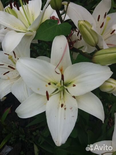 Лилии луковицы