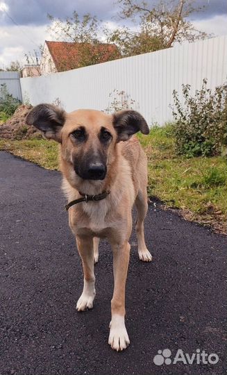 Собака в добрые руки