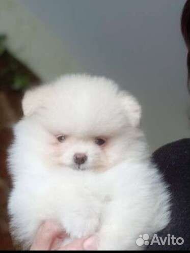 Щенки шпица