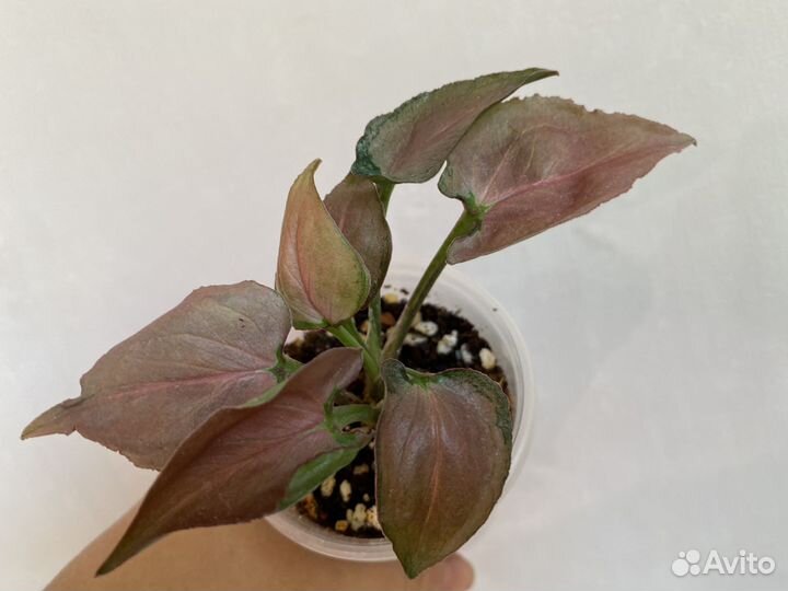 Сингониум Sp Pink