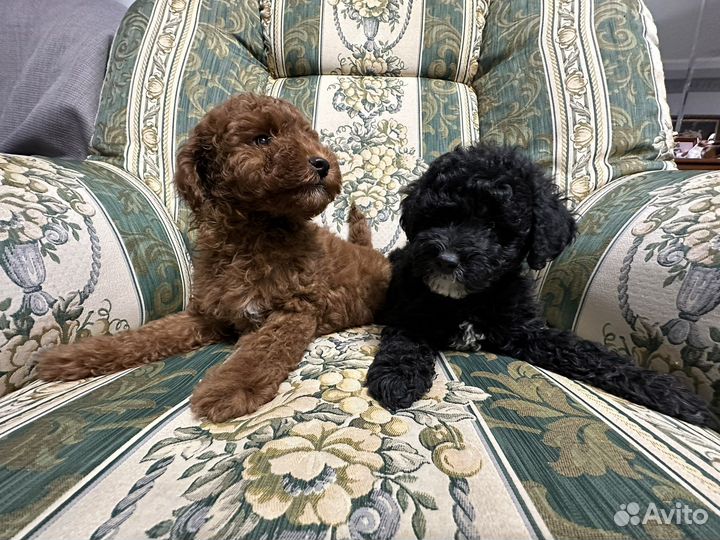 Йоркипу F1 мини и стандарт (гибрид)