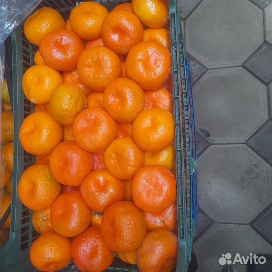 Лук фиолетовый