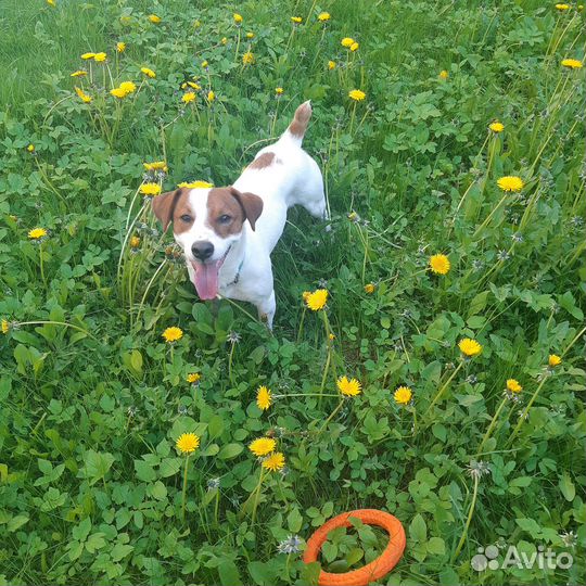 Случка кобель