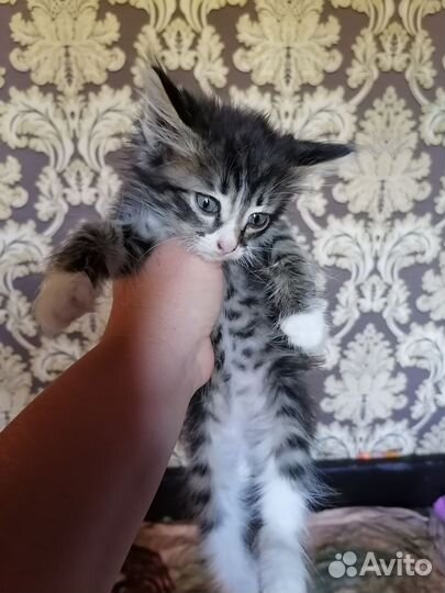 Кошка в дар бесплатно