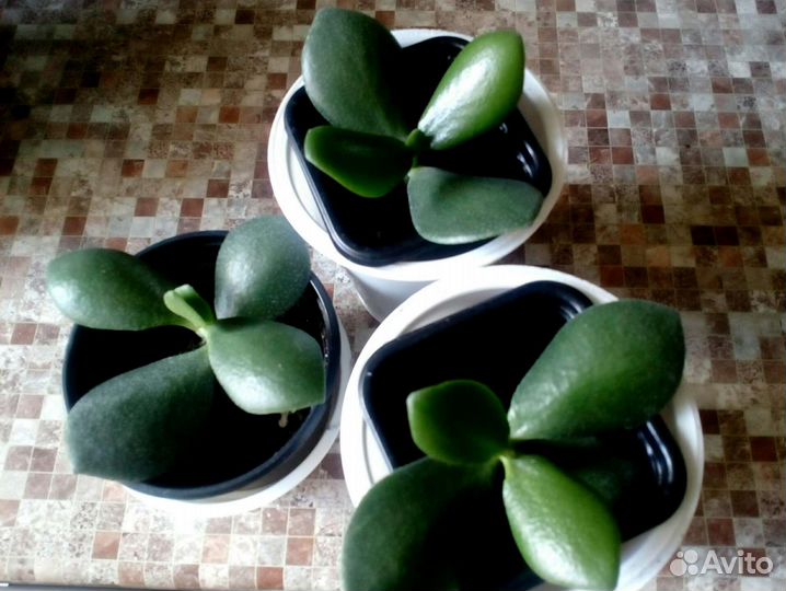 Толстянка (денежное дерево), Спатифиллум,Антуриум