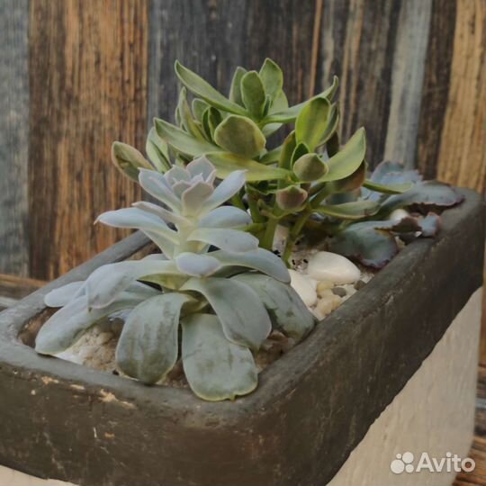 Суккуленты в кашпо, эхеверии и крассула