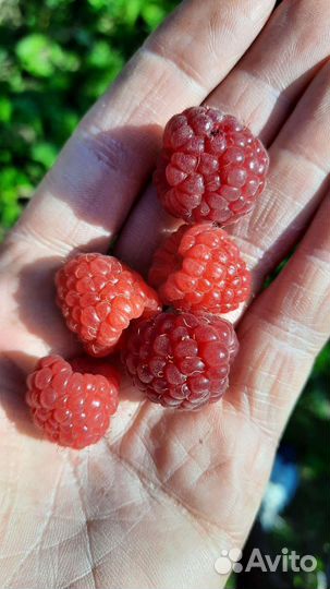 Саженцы ремонтантной малины