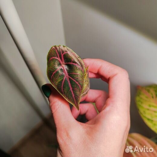 Алоказии детки обмен