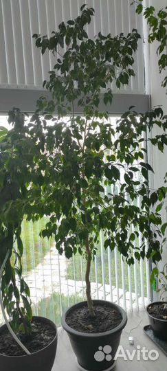 Фикус бенджамина, 15 лет