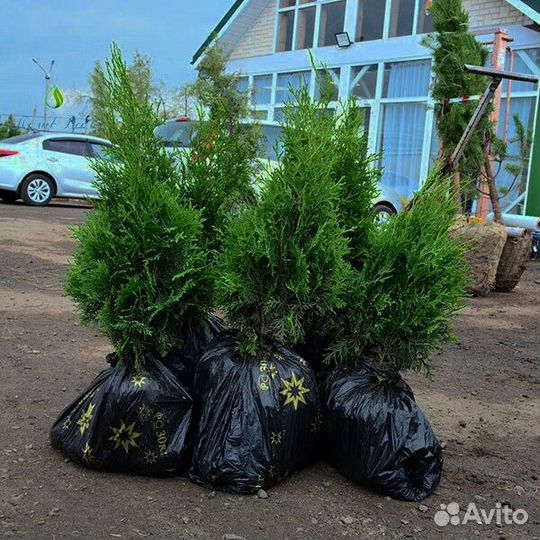 Туя Брабант Смарагд Колумна