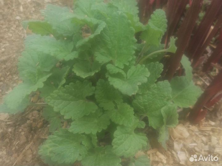 Мята, мелисса, тимьян, тархун