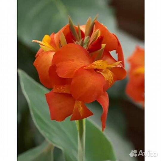 Цветы комнатные, канна