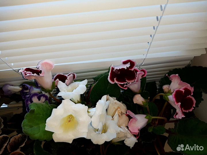 Детки глоксинии