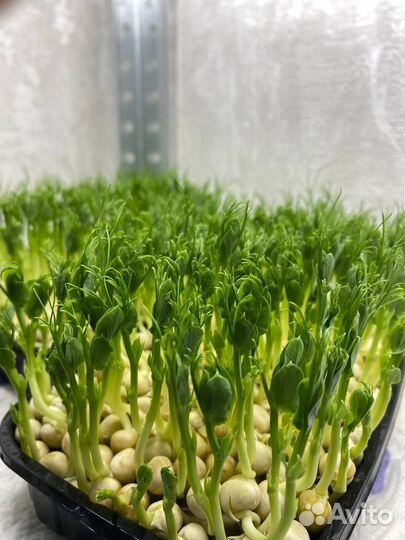 Микрозелень оптом и в розницу