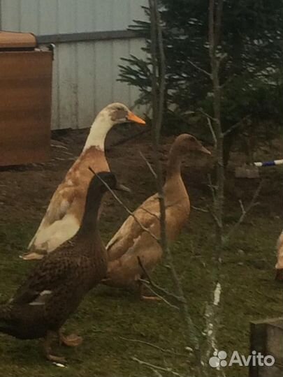 Утки Индийский бегунок