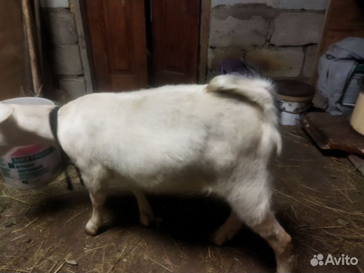 Козел и козочки