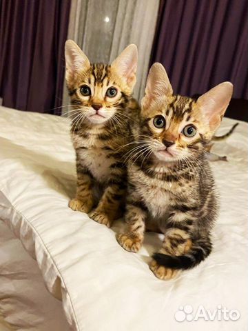 Бенгальские котятки объявление продам