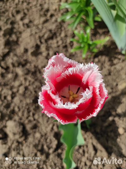 Тюльпаны пять видов