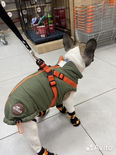 Одежда для собак