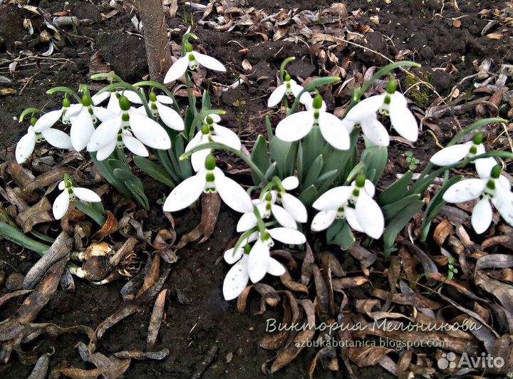Луковицы нарциссов, крокусов, гиацинтов