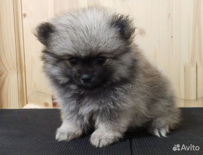 Щенки померанского шпица