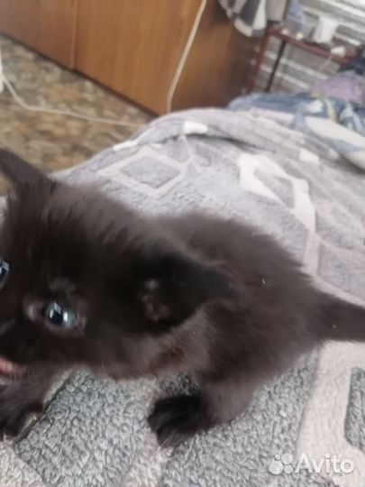 Котята мэйн кун