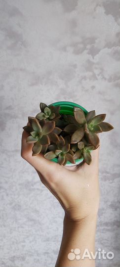 Суккуленты