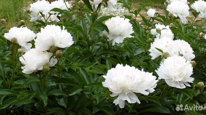 Пион (саженец)