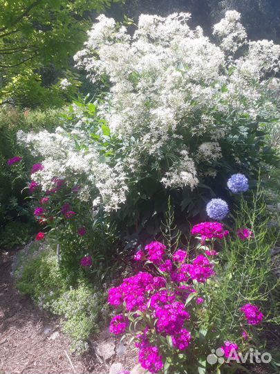 Клематис Ломонос.Кустовой.Саженец на цвету