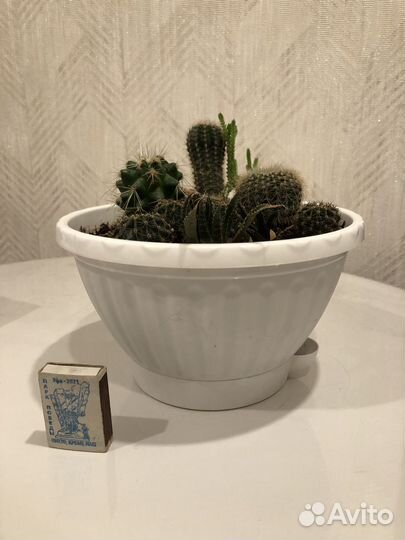 Композиция из суккулентов, толстянка