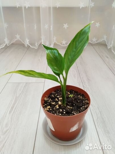 Спатифиллум