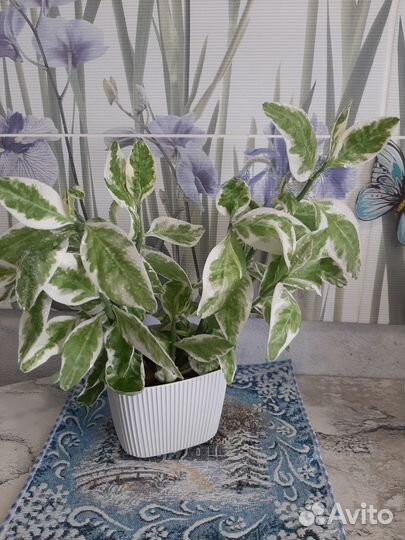 Педилантус