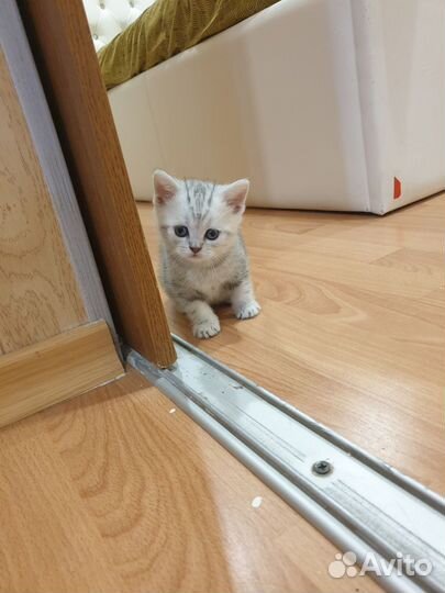 Шотландские котята