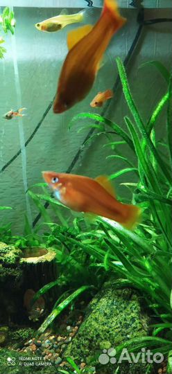 Аквариумные рыбки