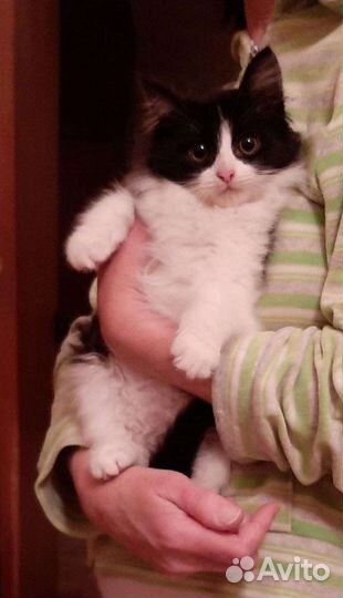 Пушистый малыш, спасенный из развалин