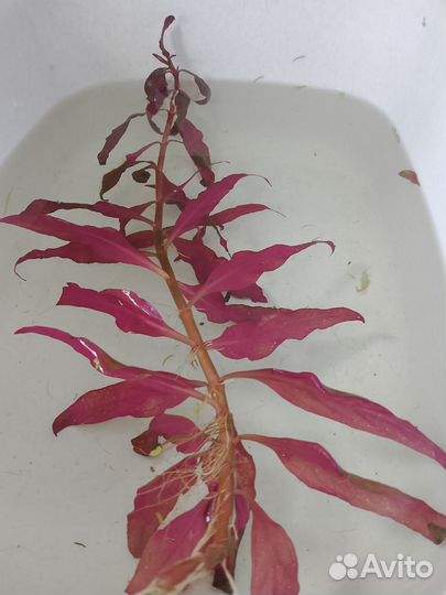 Водоросли для аквариума