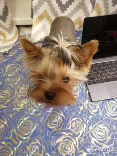 Йоркширский терьер вязка