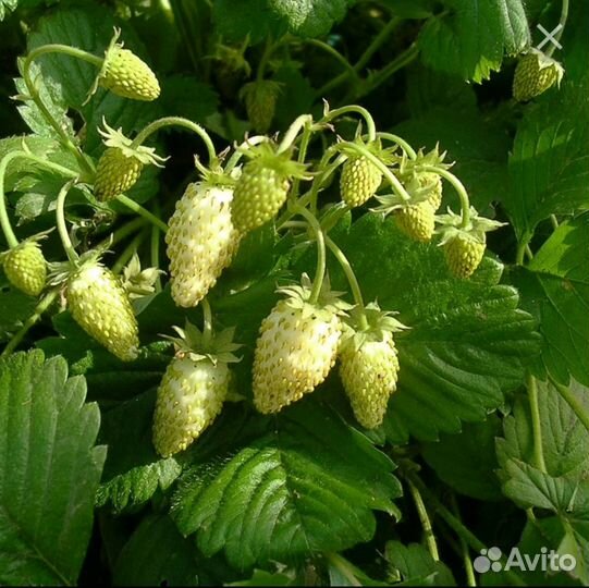 Земляника ремонтантная 