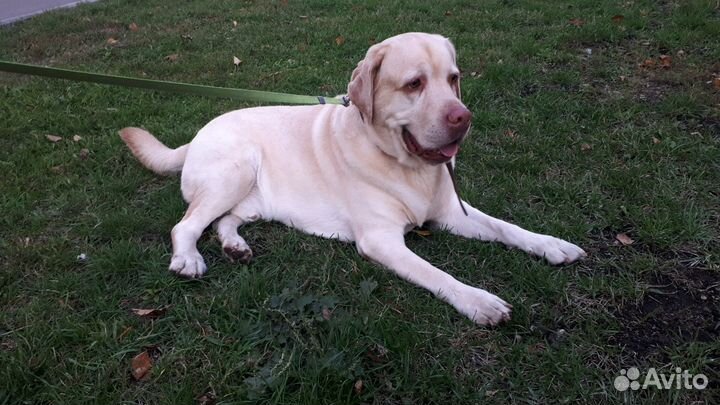 Выгул собак