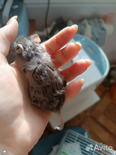 Отдам мышей