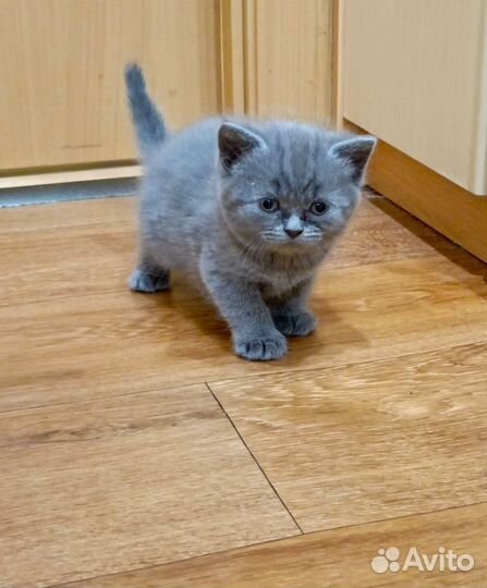 Британские котята