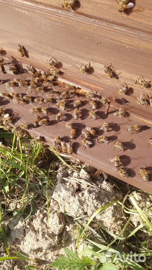 Сниму рой пчел